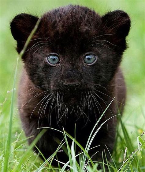Cute Baby Panther Fascinating Pictures Panther Cub Eric Rivera This