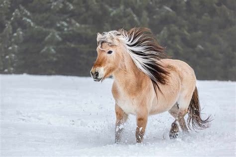 Discover The Top 20 Rarest Horse Breeds A Z Animals