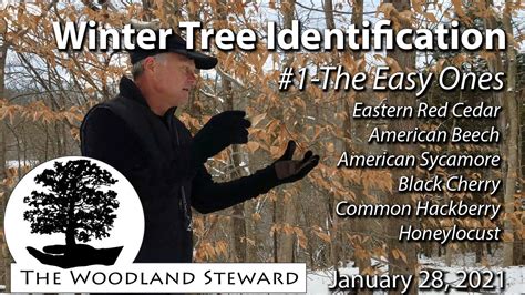 Winter Tree Identification 1 The Easy Ones Youtube