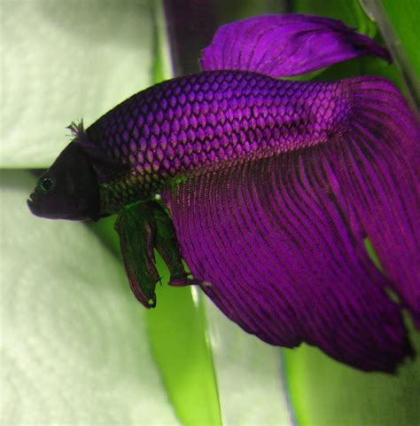 5 Most Beautiful Betta Fish In The World Pet Lovers Should Know