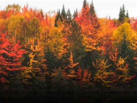 The Chemistry Behind The Color Of Autumns Changing Leaves Latest