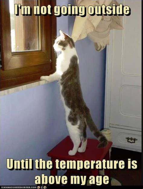 Baby Its Cold Outside Lolcats Lol Cat Memes Funny Cats