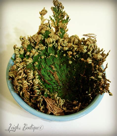 The rose of jericho is commonly referred to as a resurrection plant because of its ability to appear dead but spring back to life with no effort. Leighs Boutique Handcrafted Metaphysical Gifts and Vintage ...