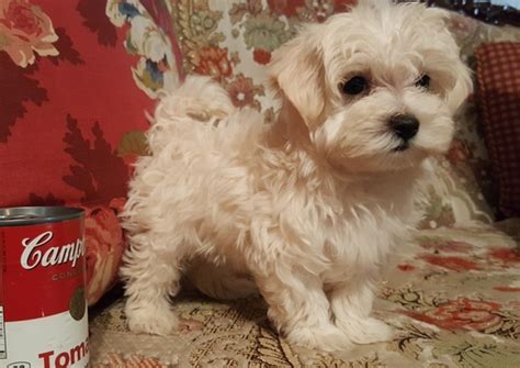 Maltese, maltipoos, and morkies available now! View Ad: Maltipoo Puppy for Sale near Texas, AZLE, USA ...