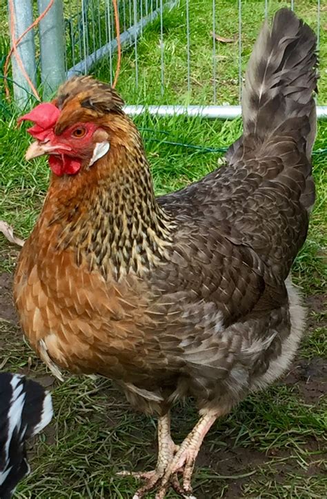 The crested cream legbar is a popular chicken breed primarily because of its blue eggs. Legbar For Sale | Chickens | Breed Information | Omlet