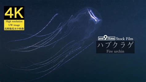 4k 水中映像 ハブクラゲ Box Jellyfish Chironex Yamaguchii Youtube