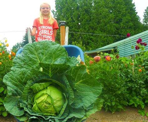 Washington Students Grow Giant Cabbages The Reflector