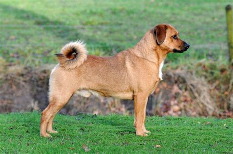 Oostenrijkse kortharige pinschers zijn assertieve en oplettende, levendige en speelse honden die bijzonder toegewijd en vriendelijk zijn voor mensen die ze kennen. Rasbeschrijving - Oostenrijksepinscher.eu