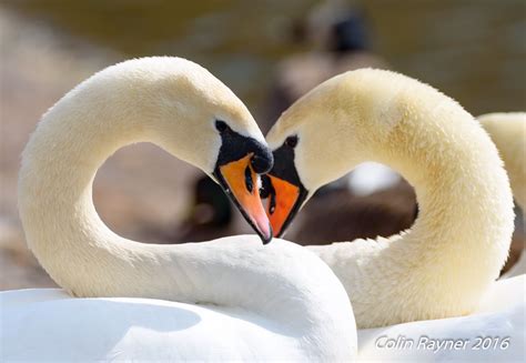 Two Swans With Necks Forming A Heart Shape Two Swans Heart Shapes Swan