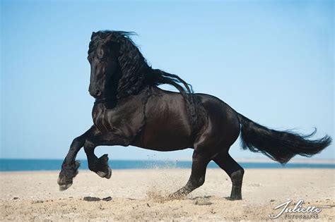 Friesian Stallion Ymte Fries Paard Zwarte Paarden Mooie Paarden