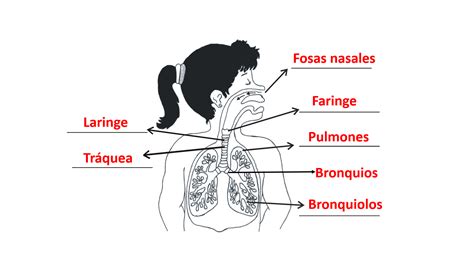 Partes Del Sistema Respiratorio Para Ninos