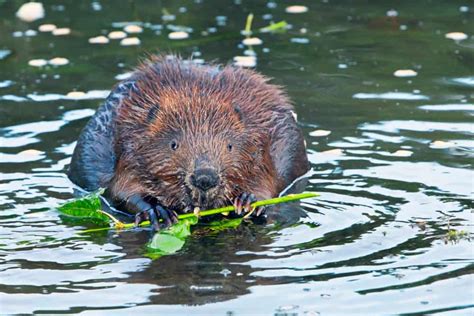 6 Things Beavers Like To Eat Most Diet Care And Feeding Tips