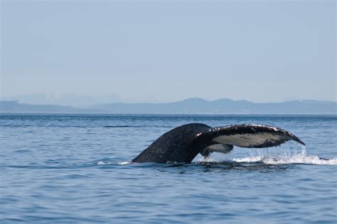 Whaletrips British Columbia Whale Watching In British