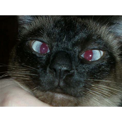 Selective breeding of siamese cats. Siamese Cat Eye Problems - 2016 Siamese Cats