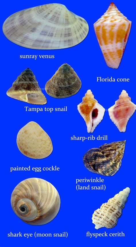 Sancapstar Shell Guide Page Shells Sea Glass Shell Sanibel Shells