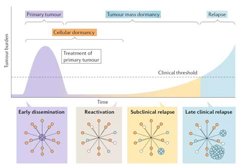 The Concept And Characteristics Of Dormant Tumor Cells Medical News