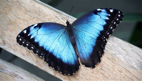 The Meaning Of A Blue Butterfly Animals Momme