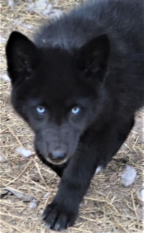 Black Wolf Dog Wolfdog Black Blue Eyed😍 Blackfire Kennel Blackfire