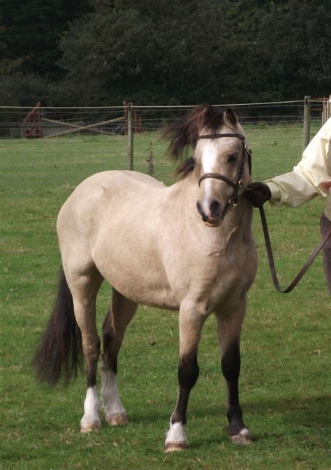 What Is The Welsh A Pony Information And Facts Twinkl Wiki