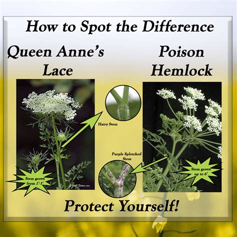 Spotting The Difference Between Queen Annes Lace And Poison Hemlock