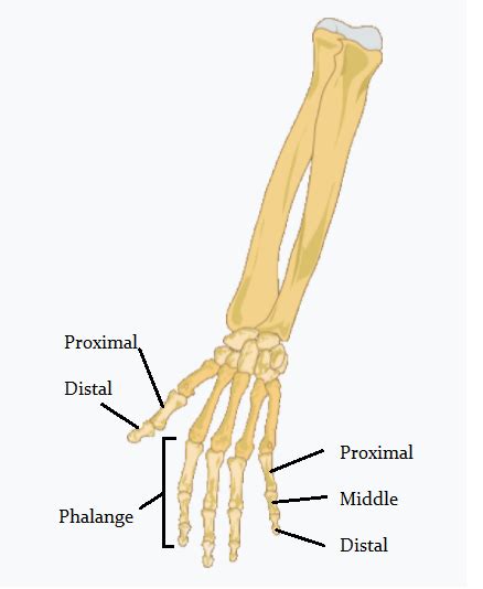 Phalanges Definition Location And Function Lesson