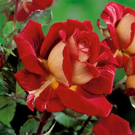 Róża wielkokwiatowa kremowo-czerwona - sadzonka z bryłą korzeniową w Sklep-Nasiona | Sprawdź ...