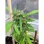 Photos Of Banana Kush Weed Strain Buds  Leafly