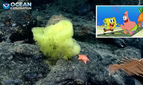 Real Life Spongebob And Patrick Found In Ocean Near New York