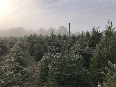 Frosty Trees 2 Warwickshire Christmas Tree Farm