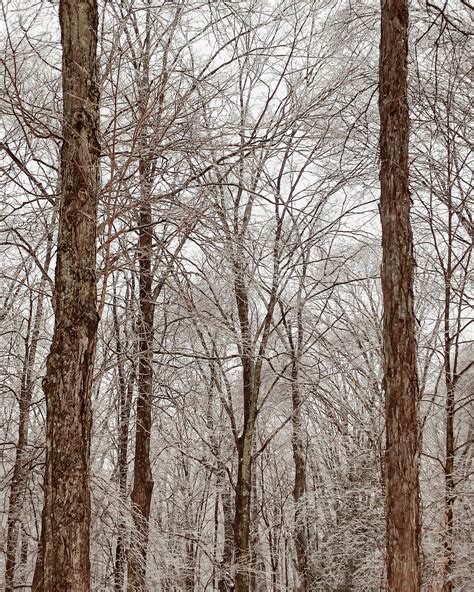 Winter In Connecticut Snowy Woods Outdoor Photography