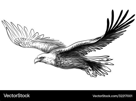 How To Draw A Flying Eagle