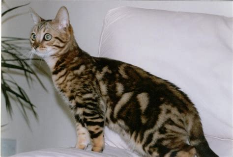 Ten Things You Didnt Know About Bengal Cats