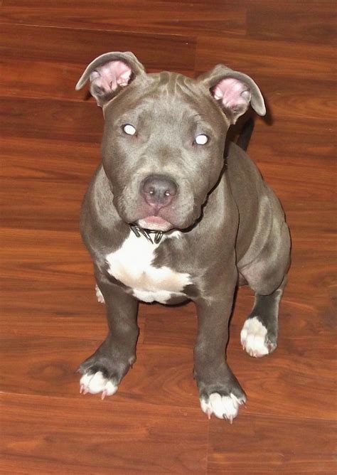How do i tell my musk turtle's age if there are not any rings on it? Baby Lily, 3 month old Razor's Edge/ Gotti Pitbull Puppy