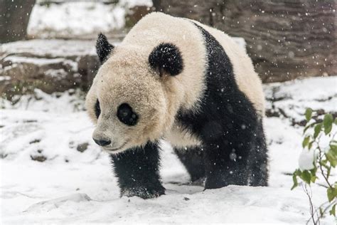 Picture Giant Pandas Play In The Snow Abc News