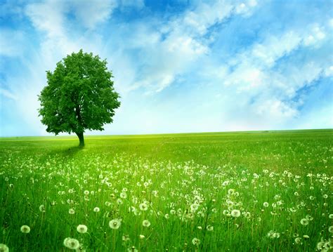 Green Wallpapers Nature Tree Forest Green Wallpapers Nature Tree Hd
