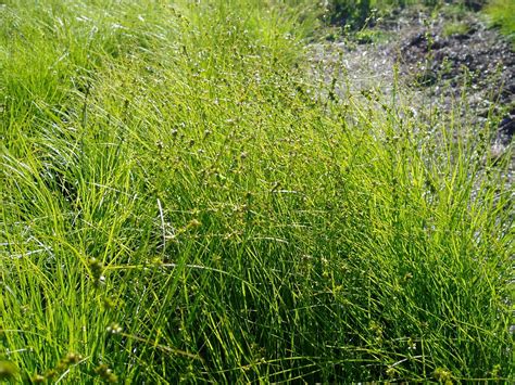 The family is large, with some 5,500 known species described in about 90 genera, the largest being the true sedges genus carex with over 2,000 species. Lovegrass Farm: Carex rosea (Curly-styled wood sedge)