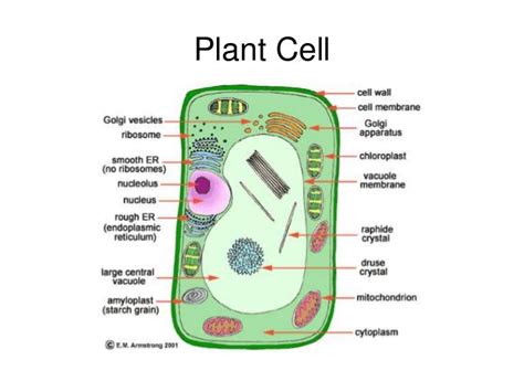 Organelles Of A Plant Cell Labeled Labeled Plant Cell And Functions