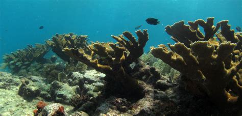 underwater whodunit what s killing florida s elkhorn coral all