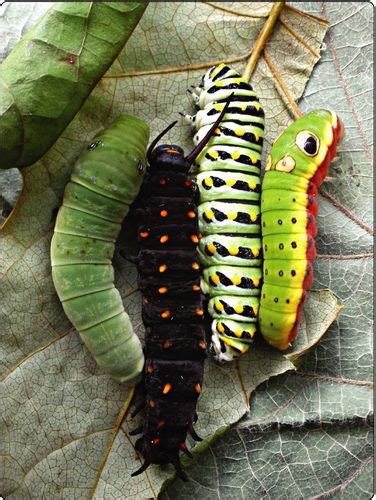 A Tale Of Four Swallowtails Monarch Butterfly Garden