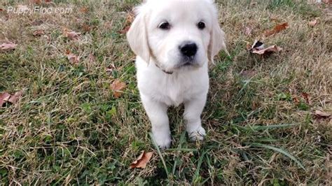 Golden Retriever Puppies For Sale Raleigh Nc 328784