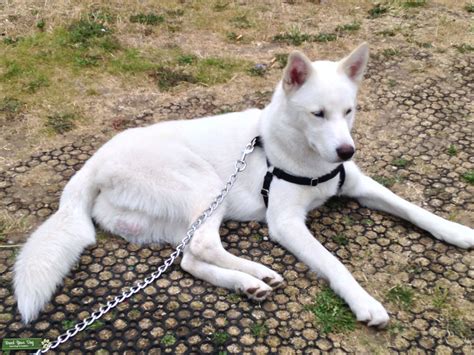 All White Siberian Husky With Blue Eyes Stud Dog In London United