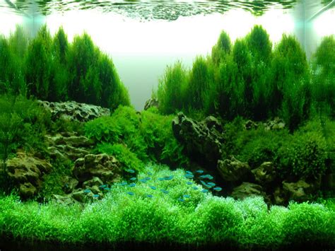 We also buy plants in bulk and always we provide kiwis with all the resources and tools they need to create a beautiful aquascape. decoration-green-water-plant-fish-in-aquarium-aquascape ...
