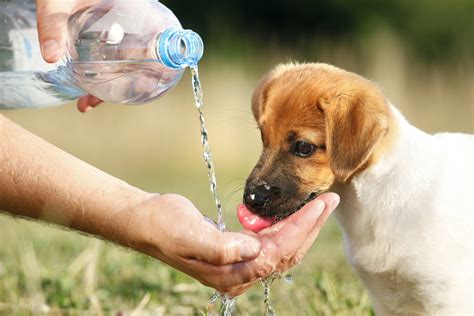 A Puppy Drinking Water From A Bottle Russell Feed And Supply