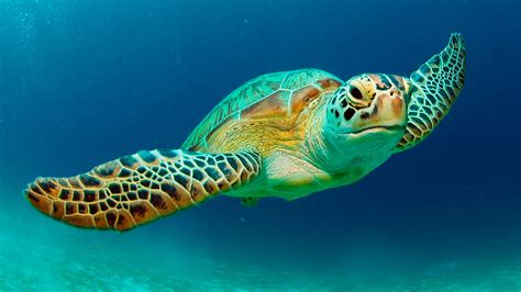Cypruss Endangered Green Sea Turtles Worldturtleday Coastal