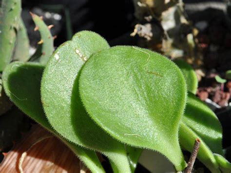 Sterilite containers around the same size are so much more expensive, so i'm back on the hunt for a more affordable tub. Tylecodon hirtifolius | World of Succulents