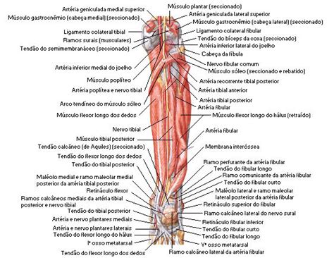 Músculos De Las Piernas Sistemas Aula De Anatomia