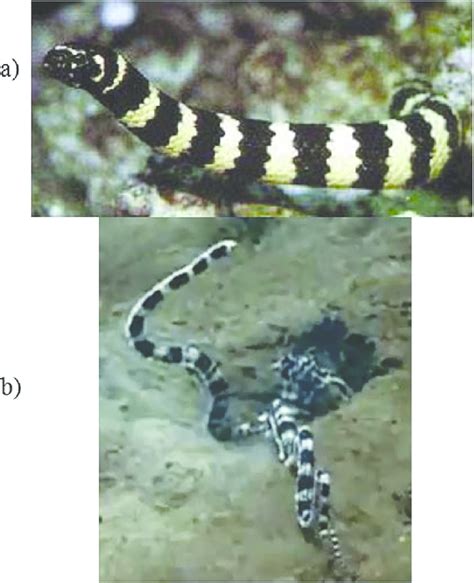 Banded Sea Snake A And Mimic Octopus Mimicking It B Norman Et Al