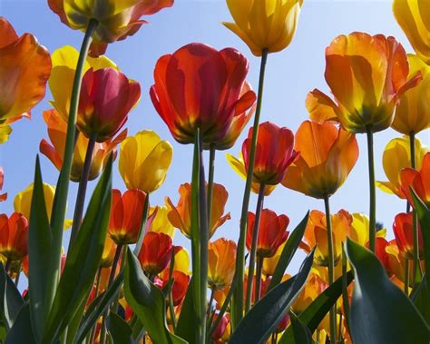 Tulips Flowers Sun Golf Sky Ultra 2560x1600 Hd Wallpaper 21780