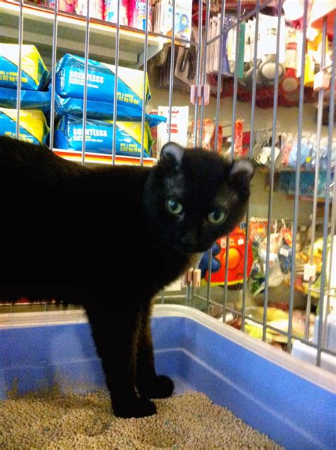 The Country Pet Store Kitten For Sale