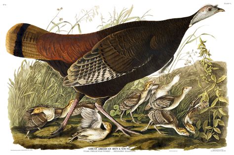 9 Fun Facts About Turkeys Audubon